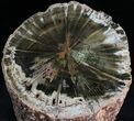 Triassic Aged Woodworthia Petrified Wood Log - Wide #28967-2